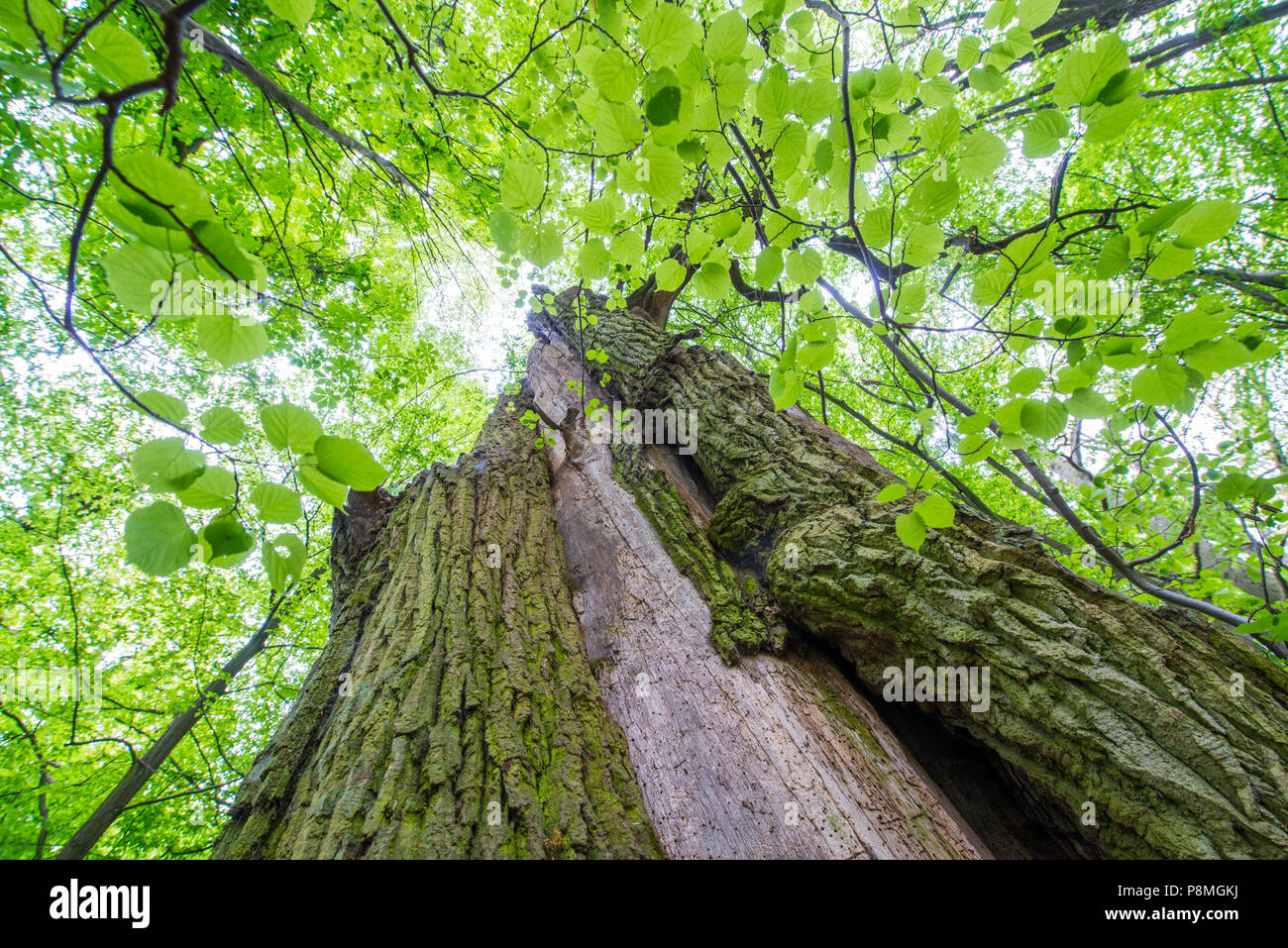 Alte oaktrees im Frühling Stockfoto
