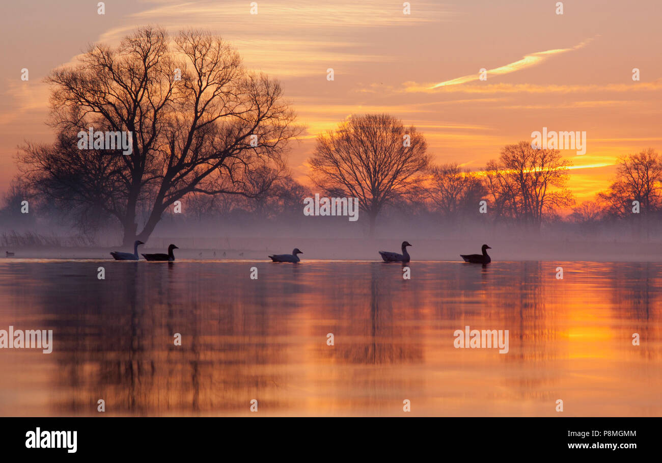 Graugans im Morgennebel Stockfoto