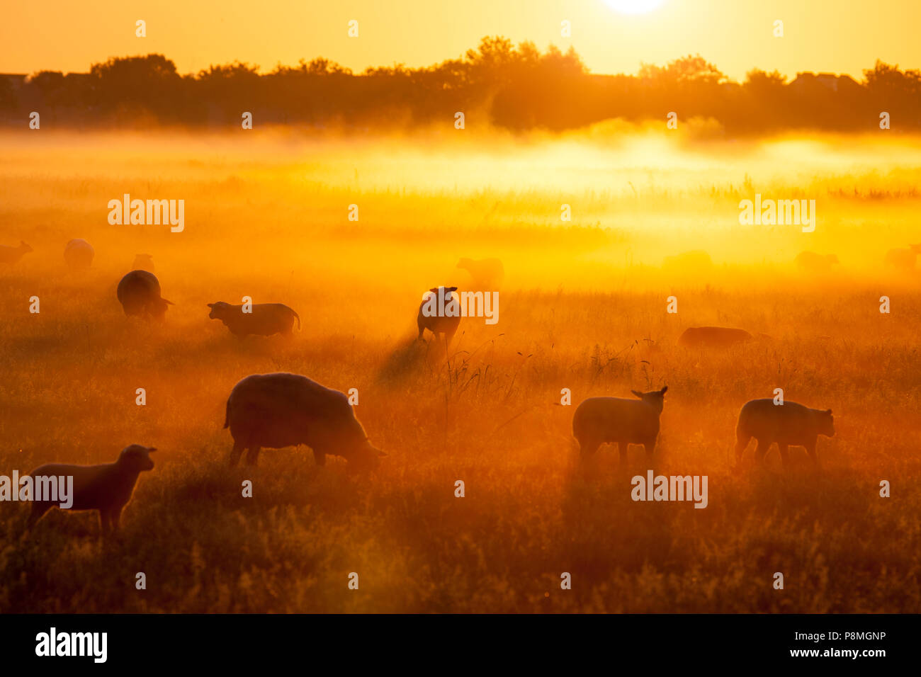 Schafe im Nebel bei einem wunderschönen Sonnenaufgang. Stockfoto