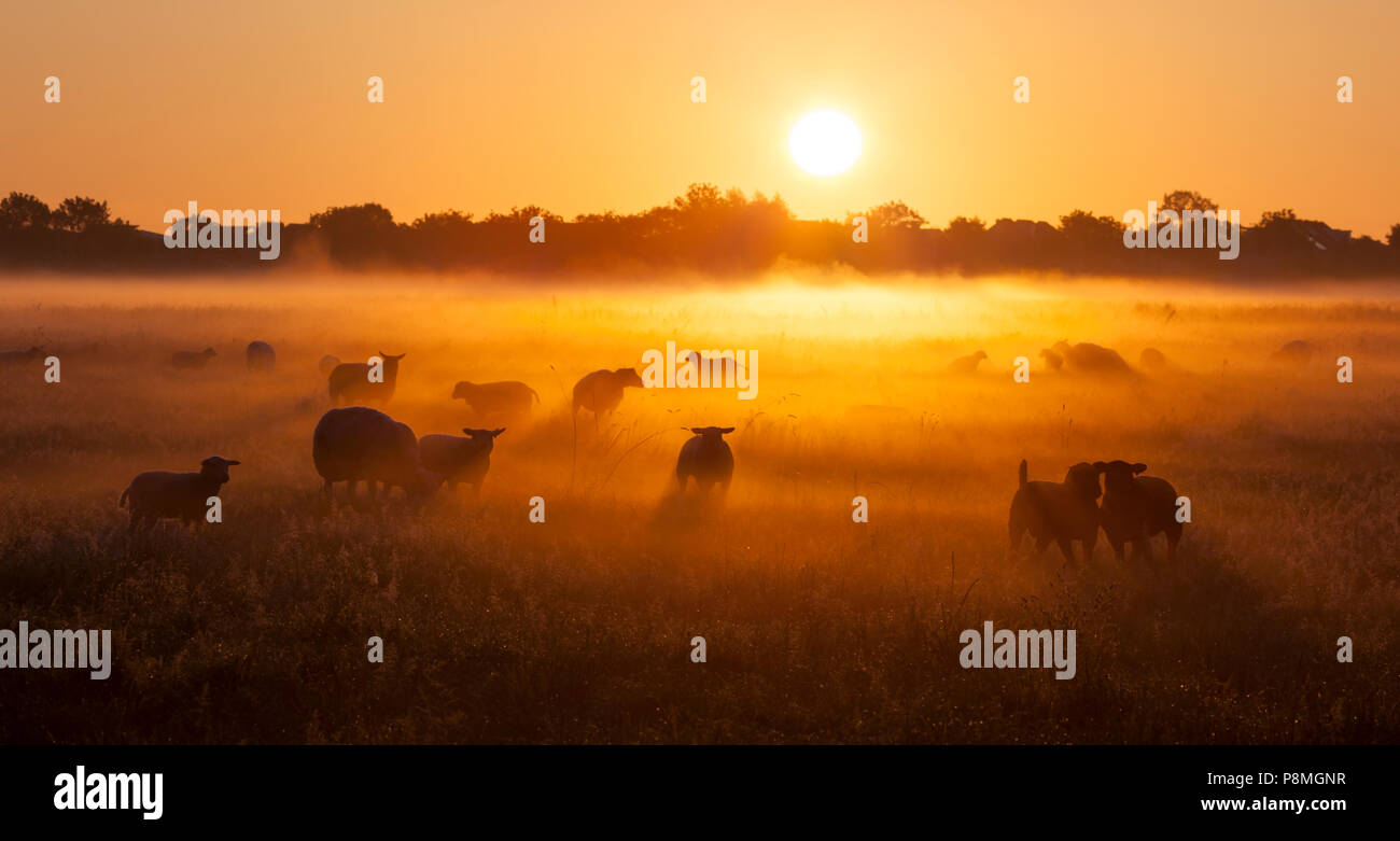 Schafe im Nebel bei einem wunderschönen Sonnenaufgang. Stockfoto
