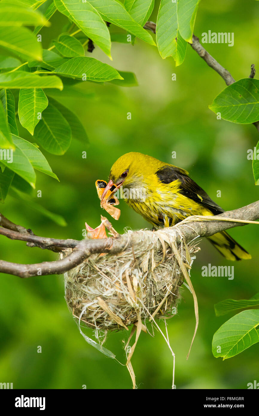 Weibliche eurasischen Pirol (Oriolus oriolus) Fütterung eine Motte in das Nest zu Küken Stockfoto