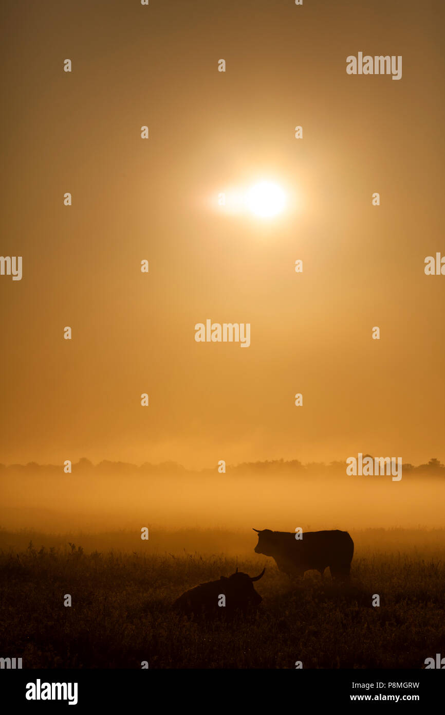 Highland Cattle bei Sonnenaufgang am frühen Morgen Nebel. Stockfoto