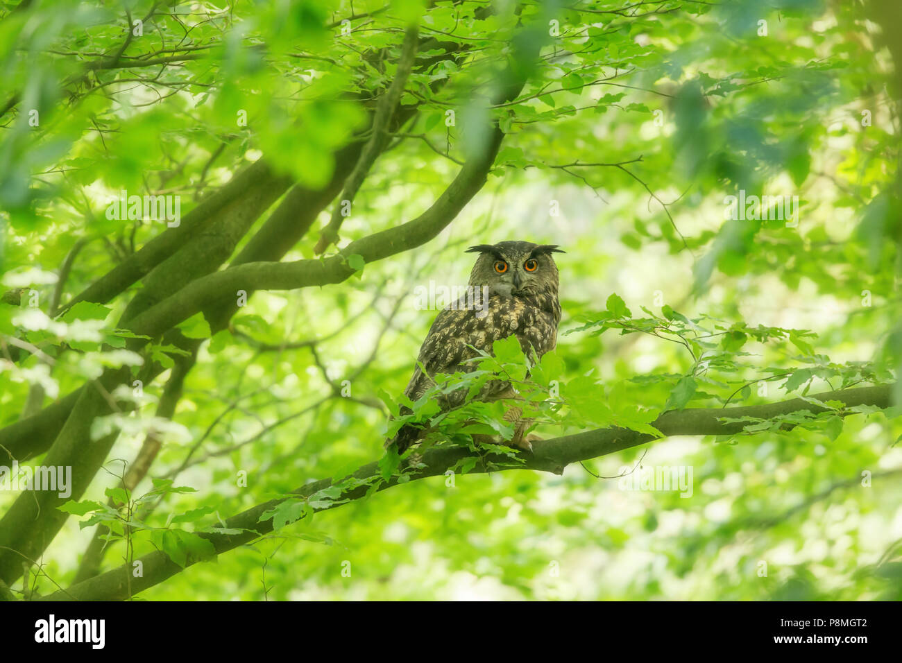 Männliche Eagle-Owl (Bubo bubo) in Zucht Lebensraum Stockfoto
