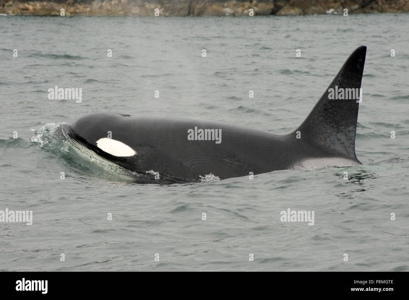 Im Gegensatz zu resident Killer Wale der Transient Killer Whale nur Jagt für Meeressäuger Stockfoto
