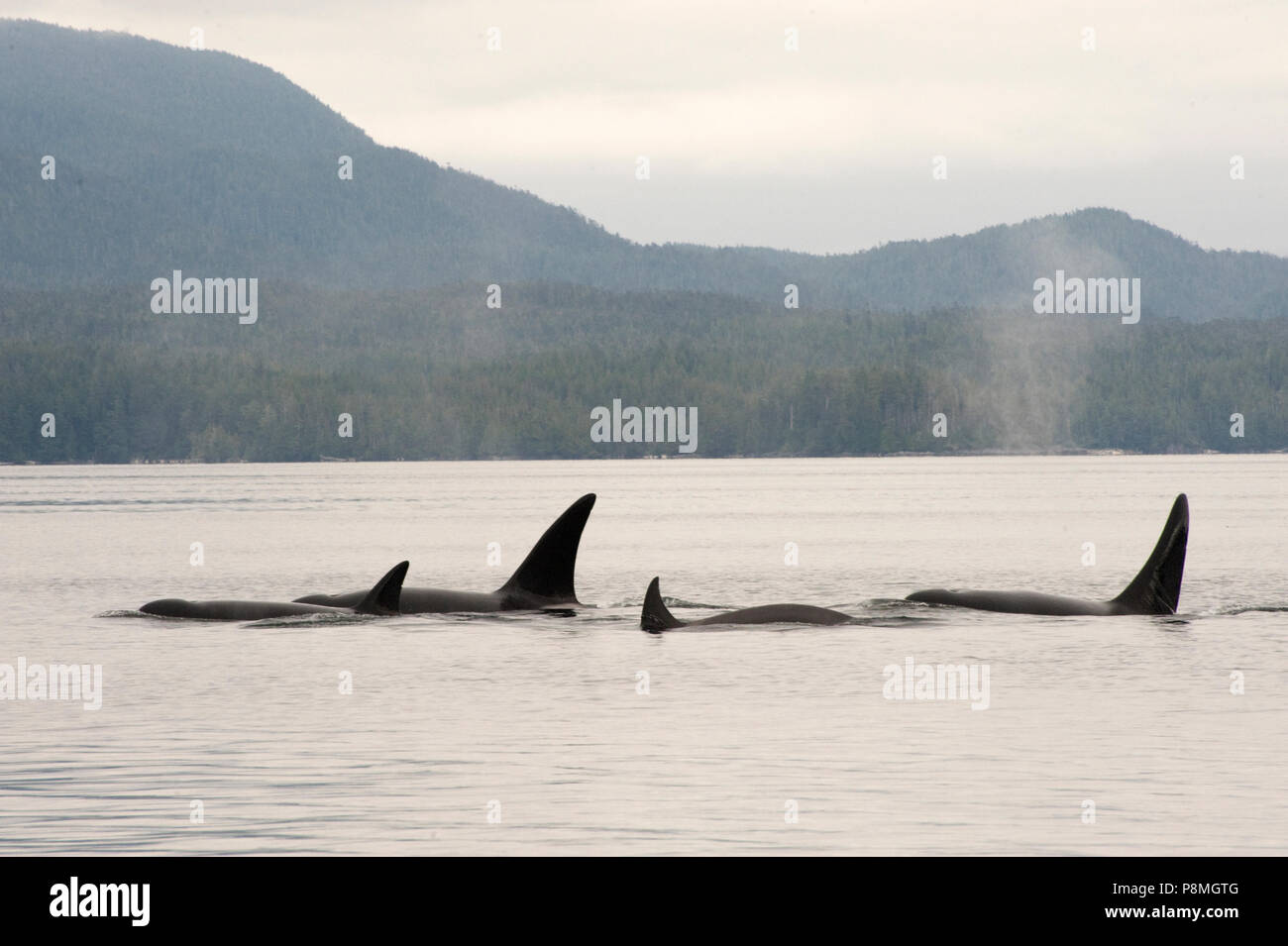 Im Gegensatz zu resident Killer Wale der Transient Killer Whale nur Jagt für Meeressäuger Stockfoto