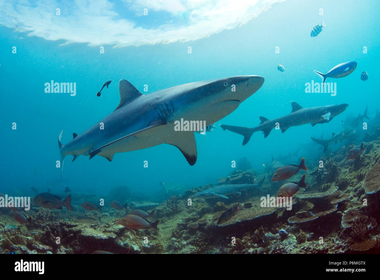 Die Bull Shark oder zambesi Shark ist in den warmen Küstengewässern, kann aber auch in Flüssen gefunden werden Stockfoto