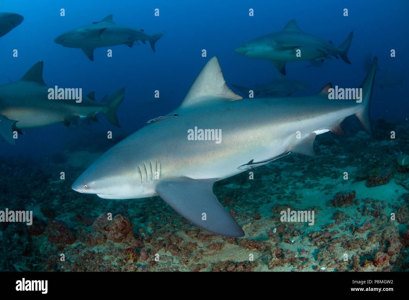 Die Bull Shark oder zambesi Shark ist in den warmen Küstengewässern, kann aber auch in Flüssen gefunden werden Stockfoto