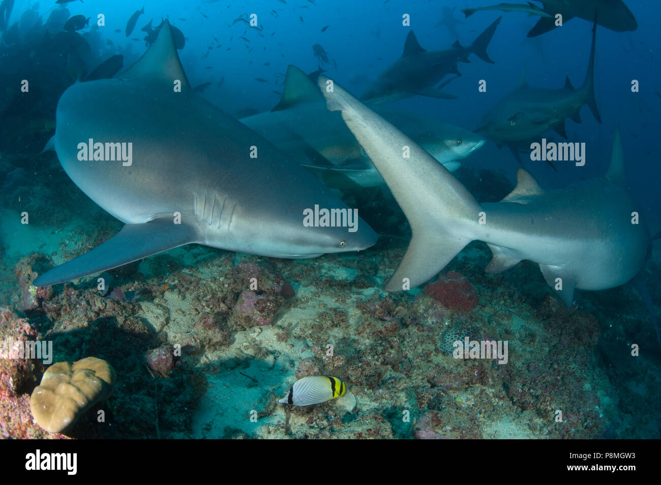 Die Bull Shark oder zambesi Shark ist in den warmen Küstengewässern, kann aber auch in Flüssen gefunden werden Stockfoto