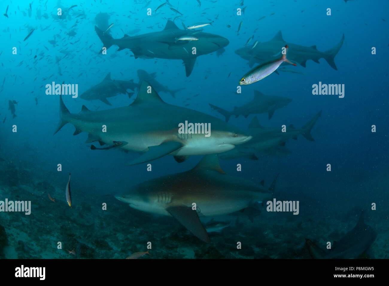 Die Bull Shark oder zambesi Shark ist in den warmen Küstengewässern, kann aber auch in Flüssen gefunden werden Stockfoto