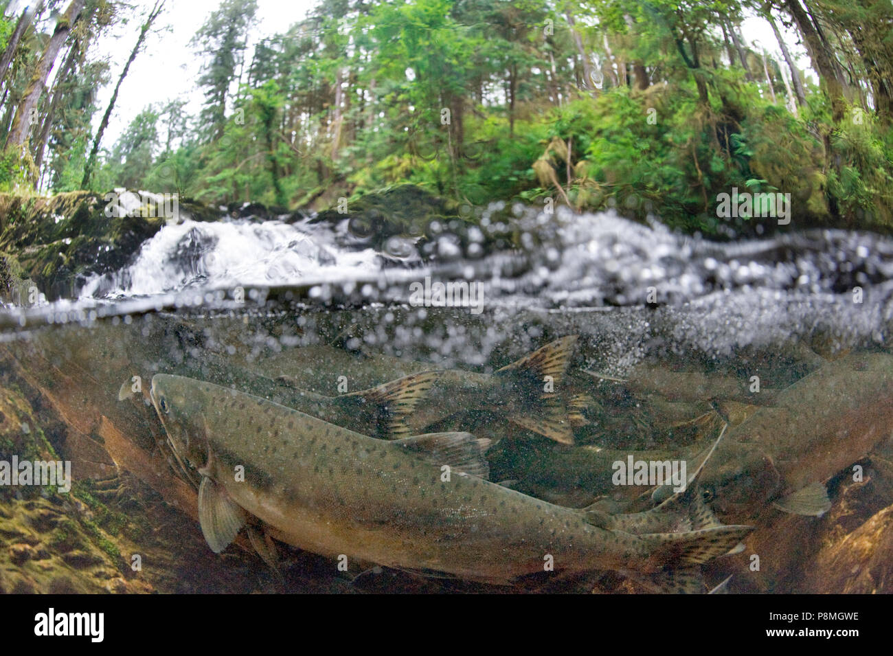 Split shot der Lachs, der sich seinen Weg bis ein Strom in Kanada Stockfoto