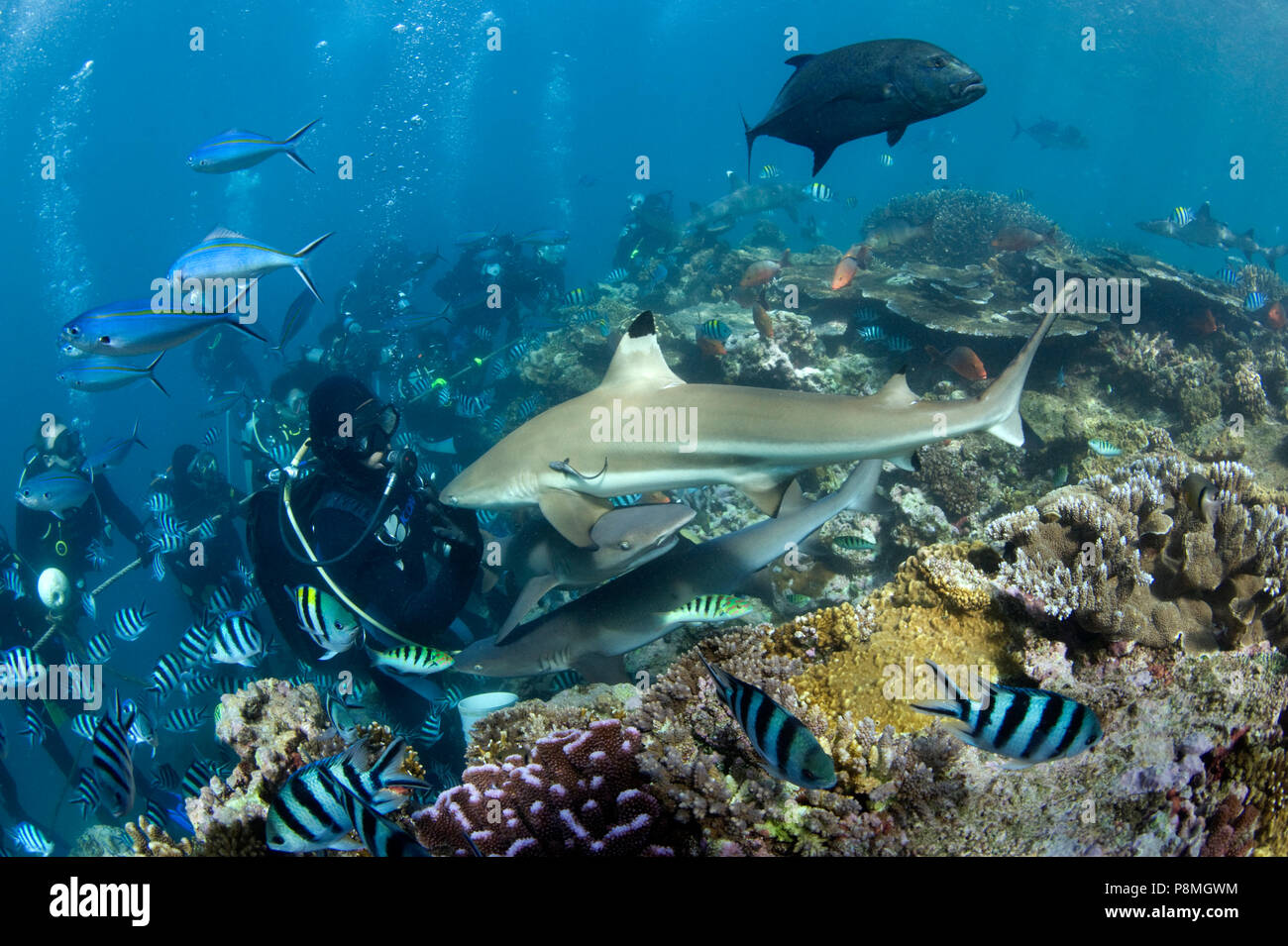 Schwarzspitzen Riffhaie vor einem Korallenriff, während Taucher beobachten, Ökotourismus Stockfoto
