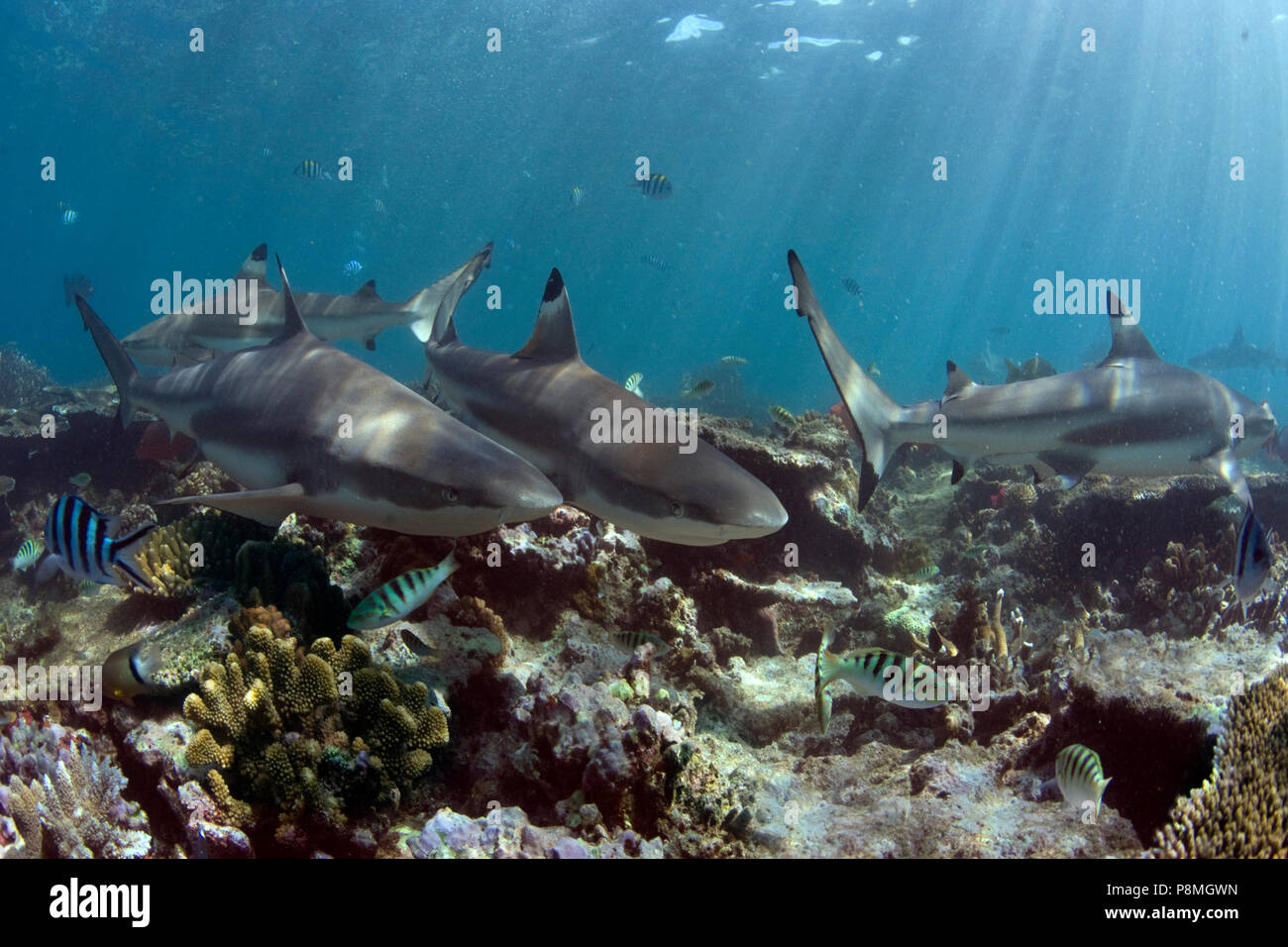 Schwarzspitzen Riffhaie vor einem Korallenriff Stockfoto
