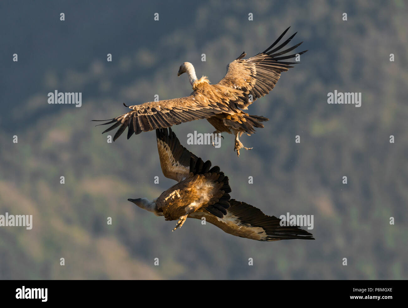 Zwei Gänsegeier im Flug kämpfen Stockfoto