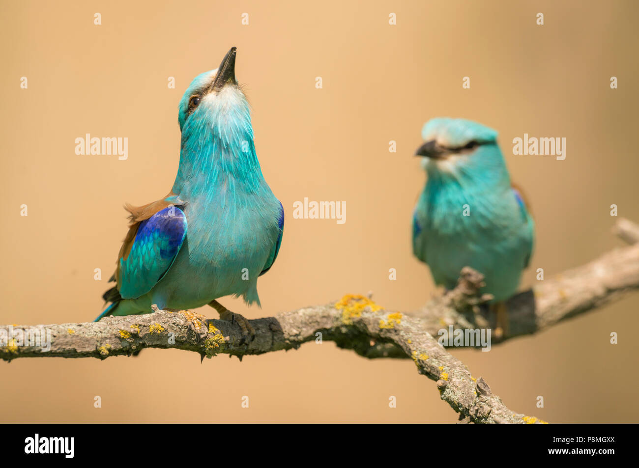 Paar europäischen Rollen (Coracias garrulus) auf Zweig während der Balz Stockfoto