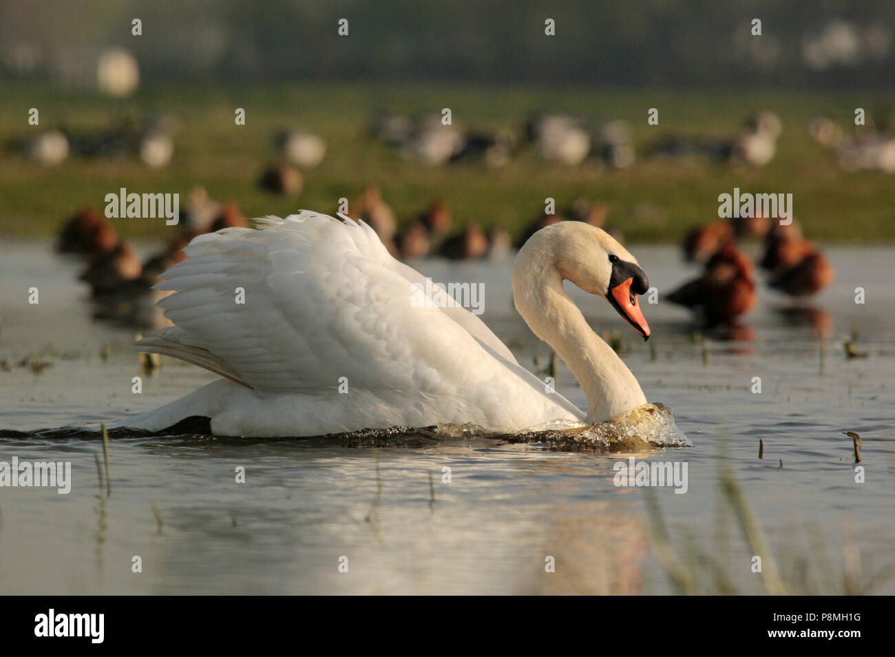 Anzeigen von männlichen Höckerschwan (Cygnus olor) vor Schwarz-tailed Godwits ruht. Stockfoto