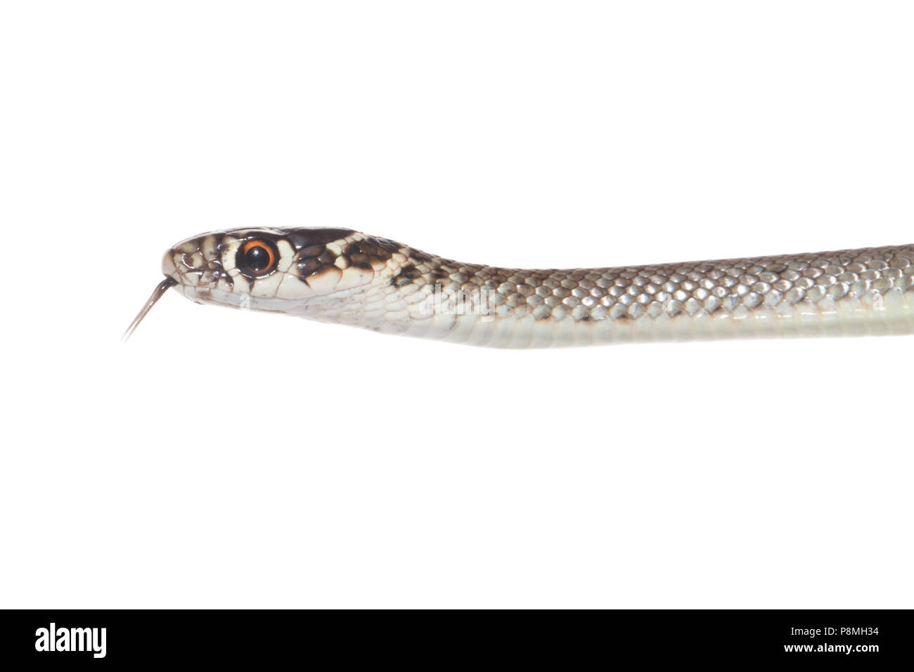 Juvenile westlichen Peitsche Schlange vor einem weißen Hintergrund isoliert Stockfoto