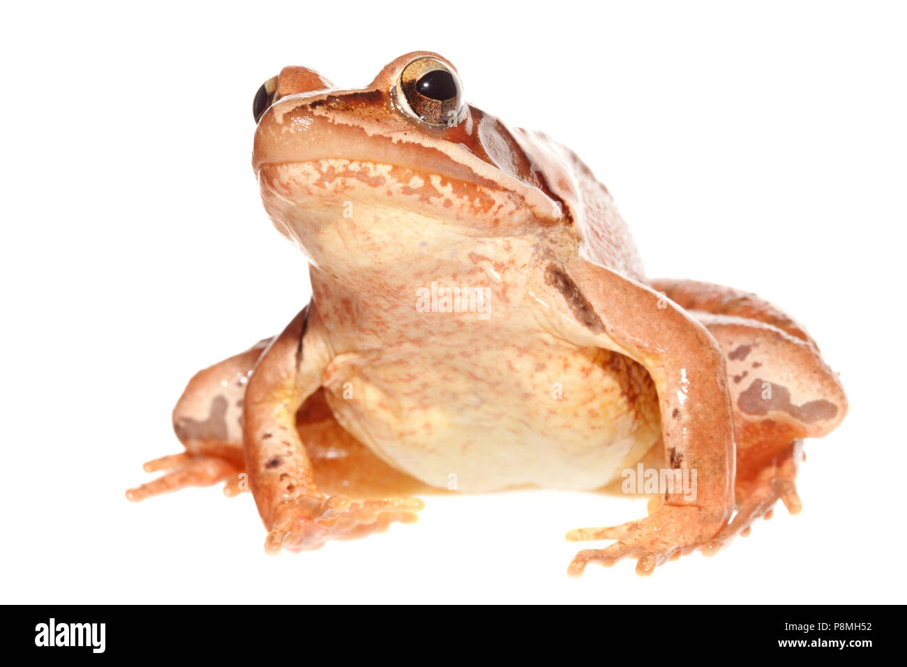 Springfrosch vor einem weißen Hintergrund isoliert Stockfoto