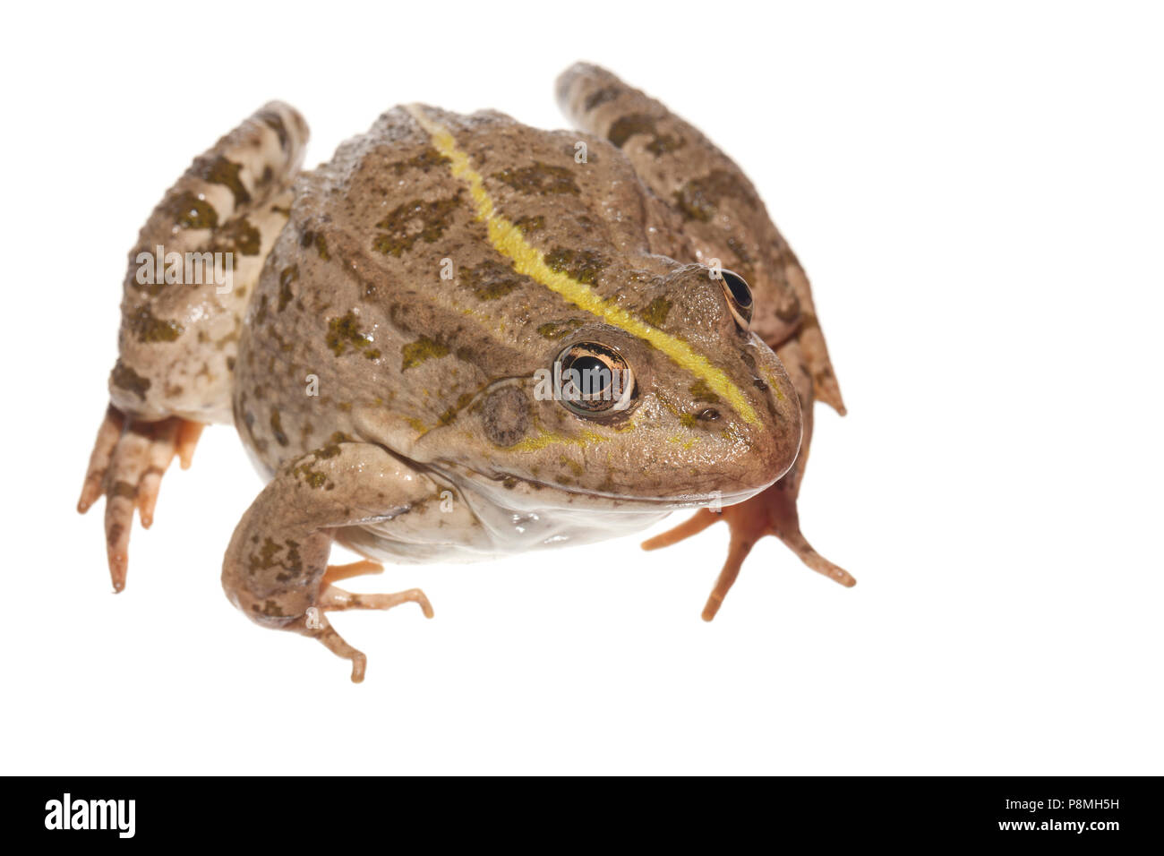 Seefrosch vor einem weißen Hintergrund isoliert Stockfoto