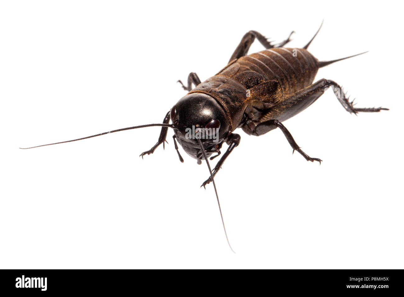 Feld Cricket isoliert gegen einen weißen Hintergrund Stockfoto