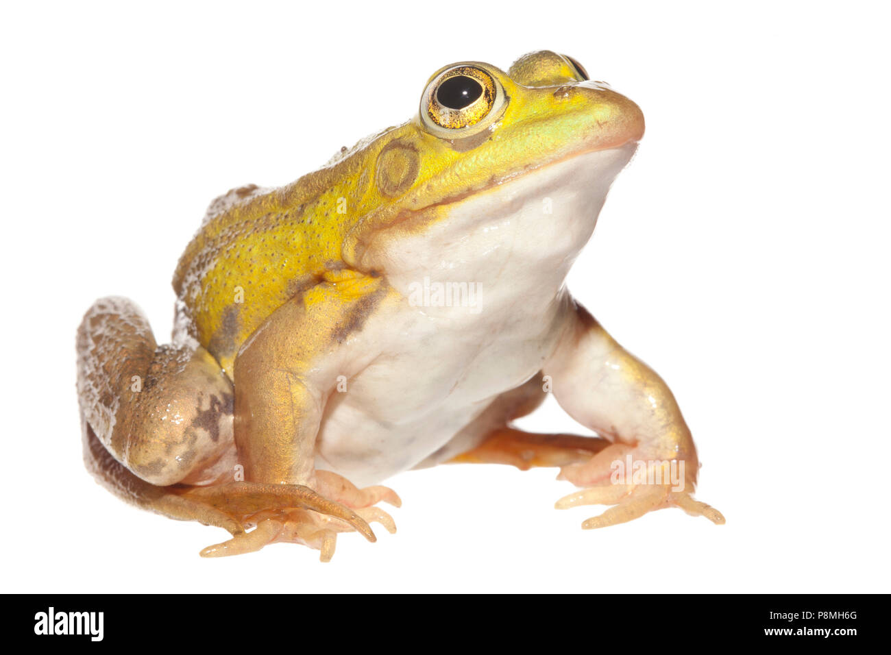 Pool-Frosch auf dem weißen Hintergrund isoliert Stockfoto