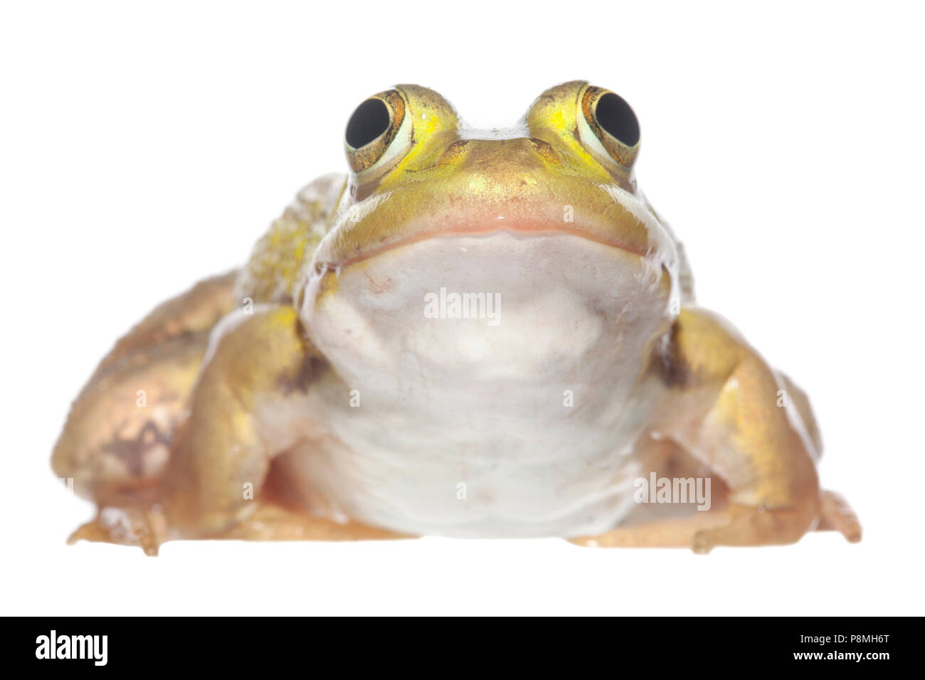 Pool-Frosch auf dem weißen Hintergrund isoliert Stockfoto