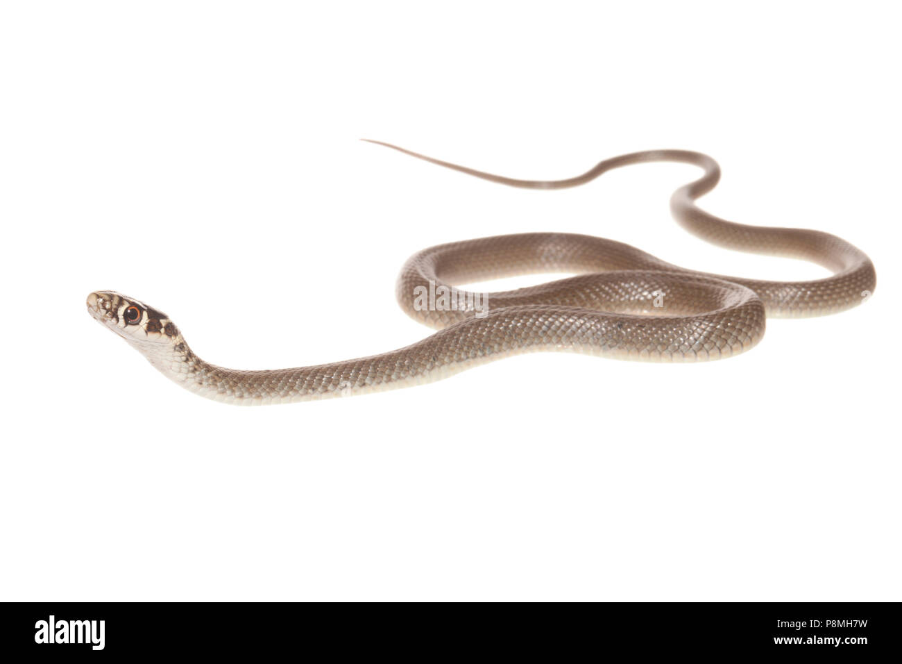 Juvenile westlichen Peitsche Schlange vor einem weißen Hintergrund isoliert Stockfoto