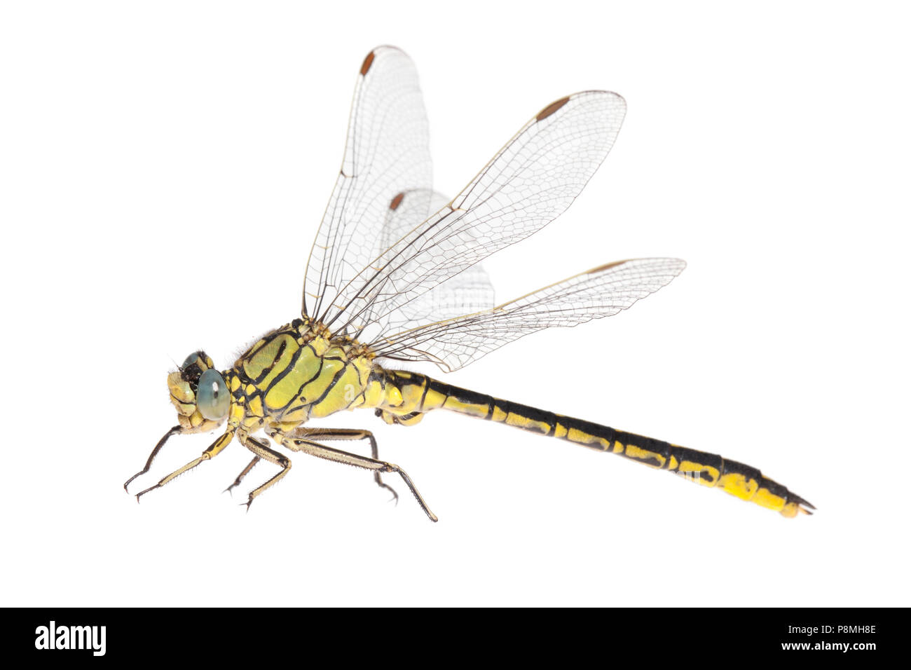 Western clubtail gegen einen weißen Hintergrund isoliert Stockfoto