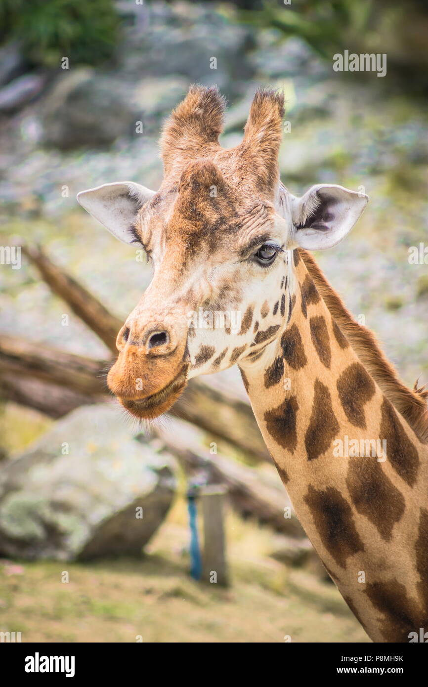 Nahaufnahme, Gesicht und Hals Seite Profil Bild einer Giraffe Stockfoto