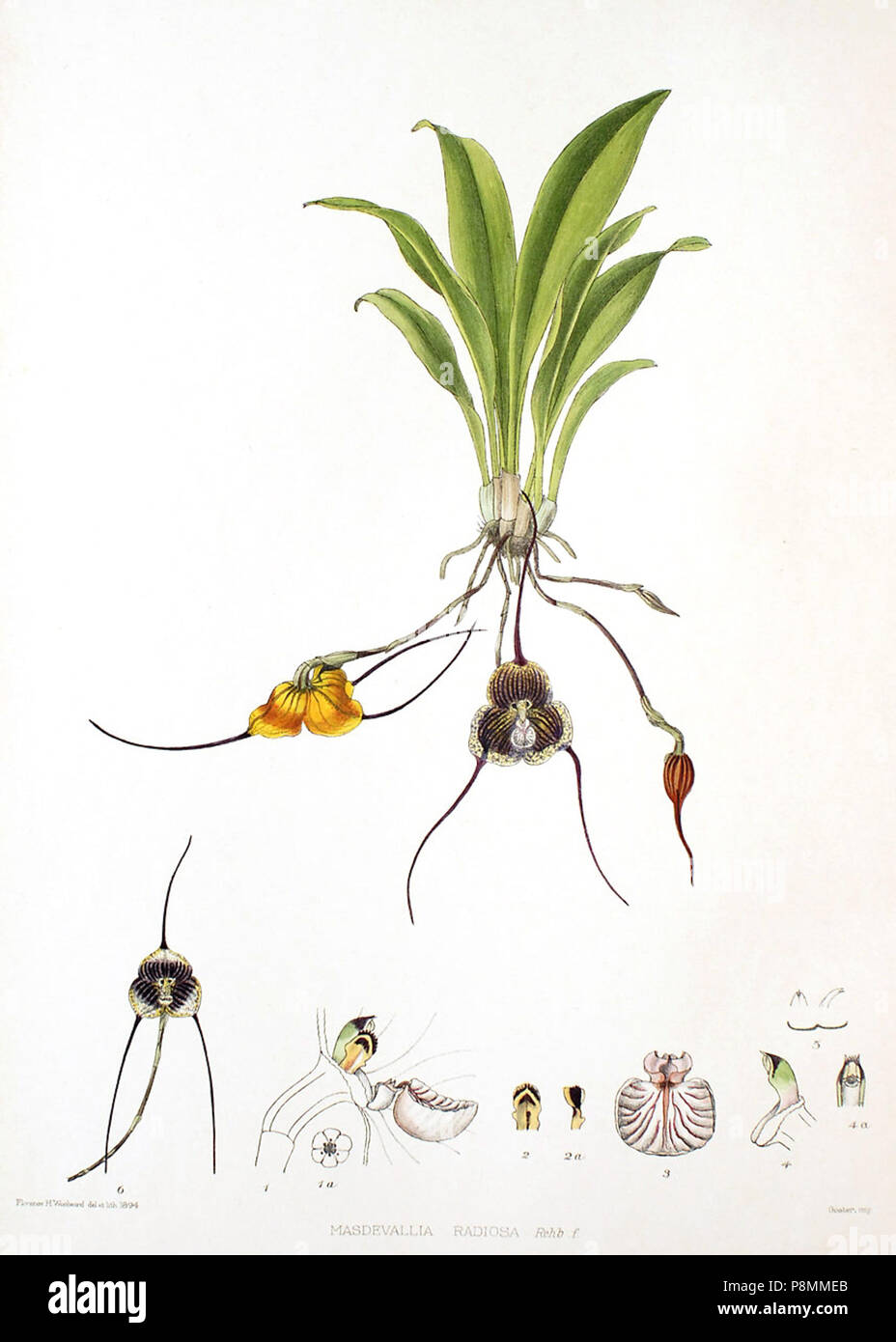 . 586 Woolward - Die Gattung Masdevallia Masdevallia - 100 m Stockfoto