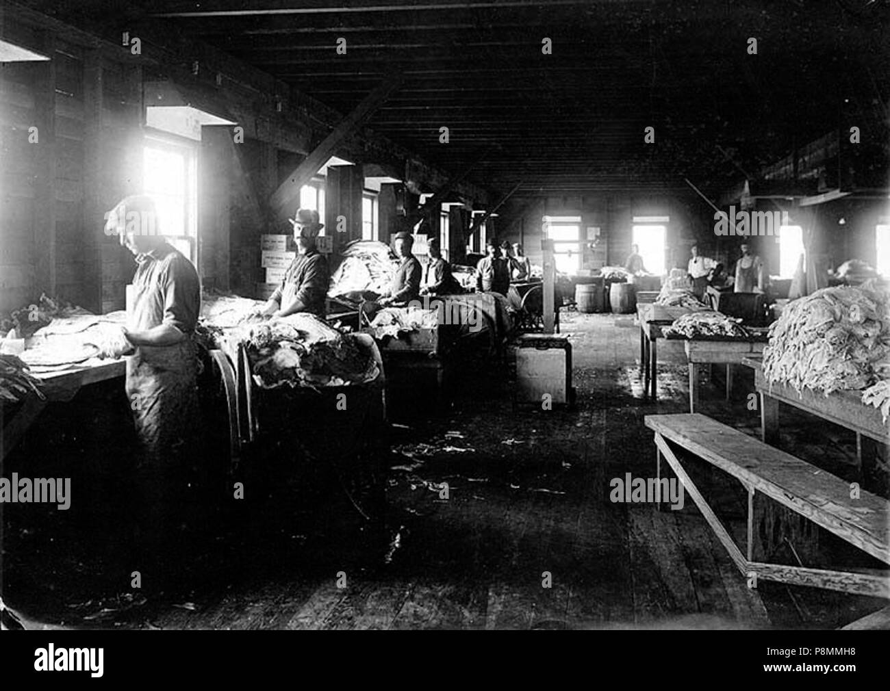 . 587 Arbeitnehmer im Robinson Fischerei Co, Anacortes, Washington, nd (COBB 94) Stockfoto