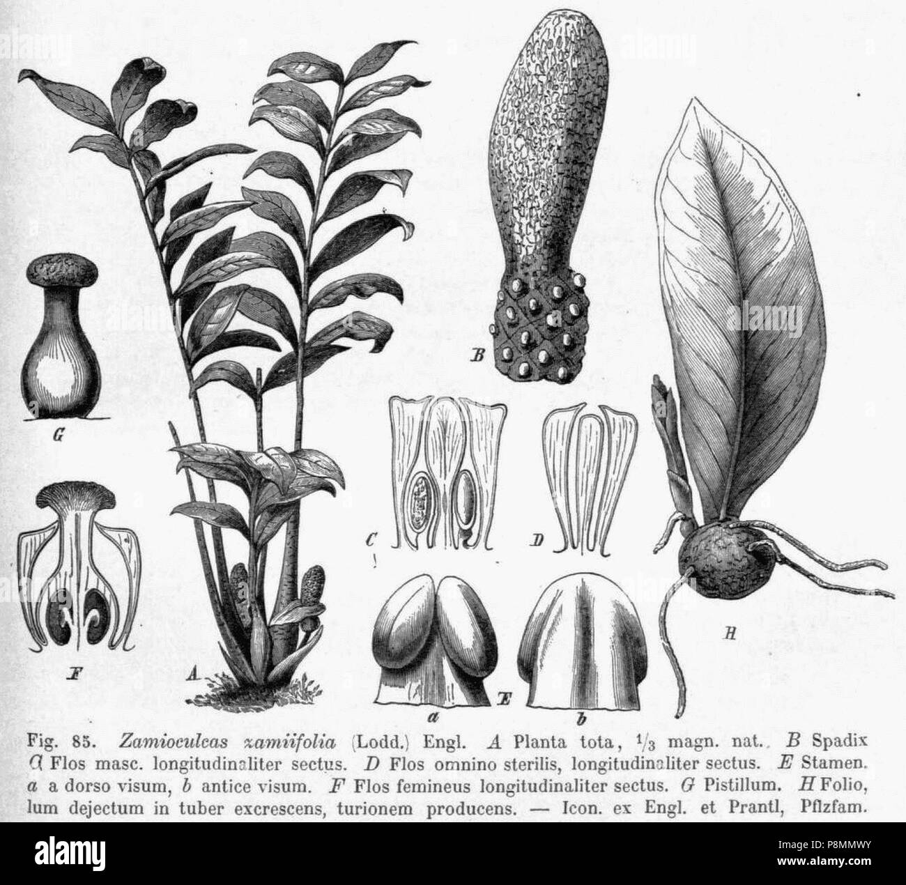 588 Zamioculcas zamiifolia DPR Stockfoto