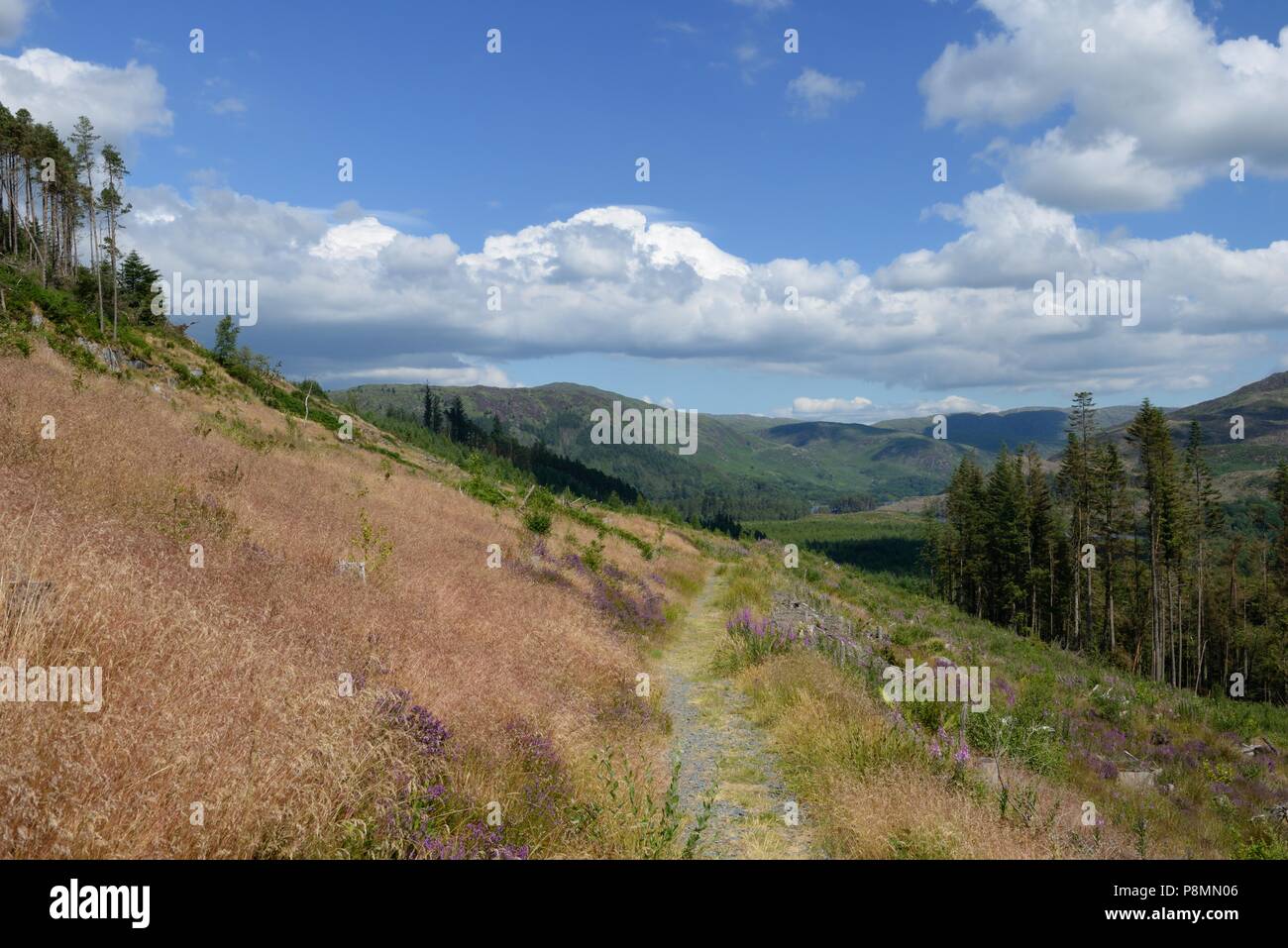 Weg durch die Landschaft der Galloway Forest Park, Schottland, Großbritannien führenden Stockfoto