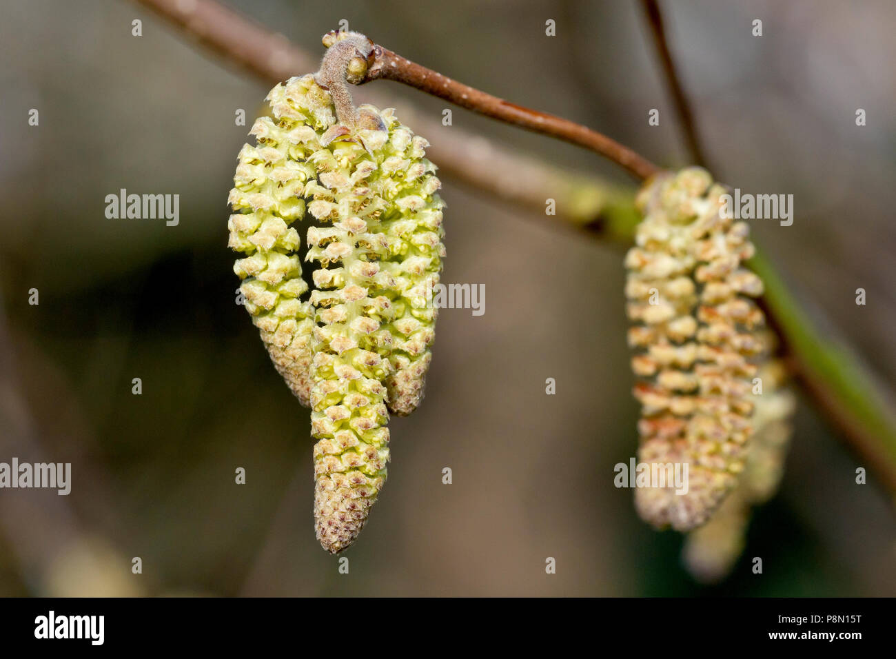 Hasel (Corylus avellana), auch als Cob-Mutter bekannt, in der Nähe einer Gruppe von palmkätzchen. Stockfoto