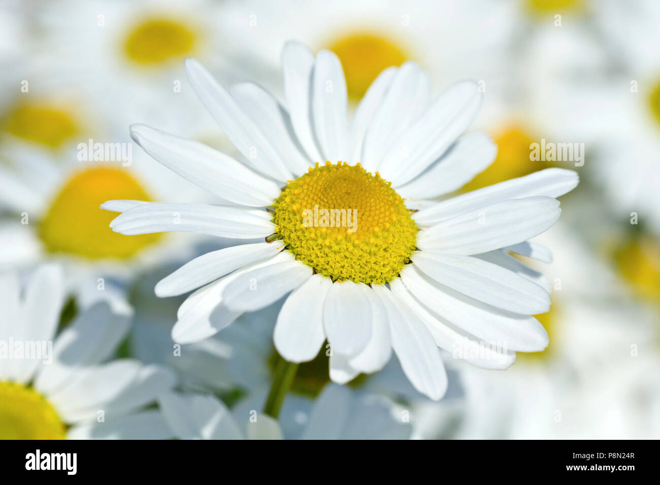 Geruchlos Mayweed (tripleurospermum inodorum), Nahaufnahme, wie eine einzelne Blume von vielen. Stockfoto