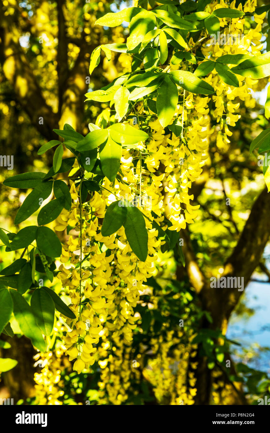 Gemeinsame Laburnum anagyroides, Goldregen, Goldregen, goldregen Blüte Blumen, Goldregen, goldregen Faboideae Baum, Blume, Baum, Blume, Gelb, Blume Stockfoto