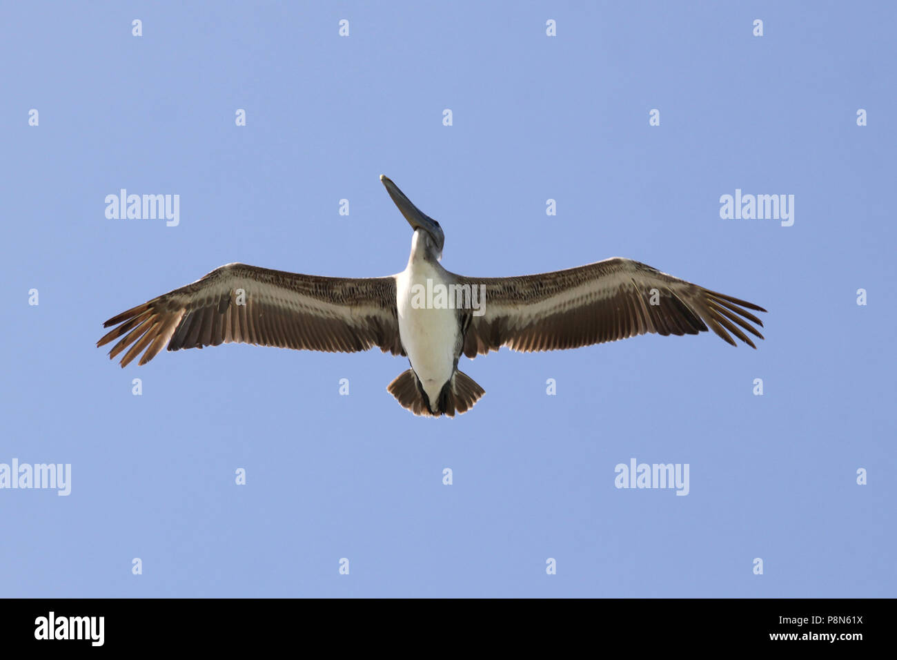 Flying pelican in Varadero Kuba Stockfoto