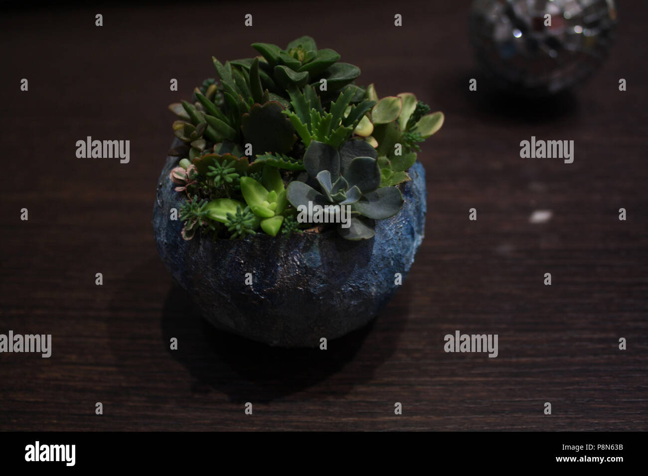 Romantische Stimmung: hypertufa sphärischen Topf mit sukkulenten Pflanzen und Mirror Ball auf der Rückseite Stockfoto