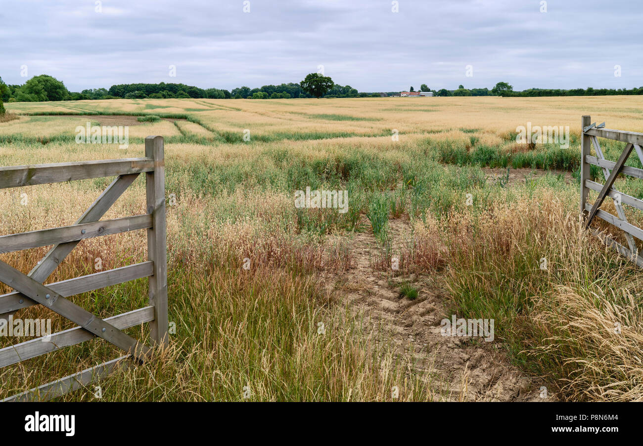 Bauernhof Tor in das Feld von Hafer, die während der trockenperiode im Sommer geöffnet in Beverley, Yorkshire, Großbritannien. Stockfoto