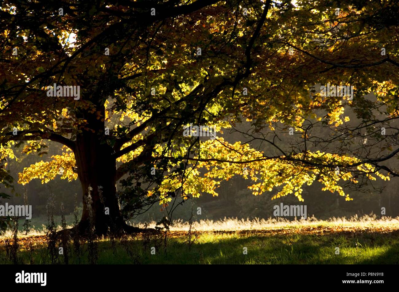 Herbst im Park von Kenwood House, London, c 1980 - c 2017. Artist: Historische England Fotograf. Stockfoto