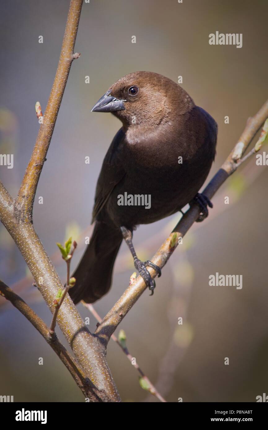 North American Brown-Headed Cowbird thront in einem Apfelbaum, eine Art als eine Brut Parasit bekannt. Stockfoto