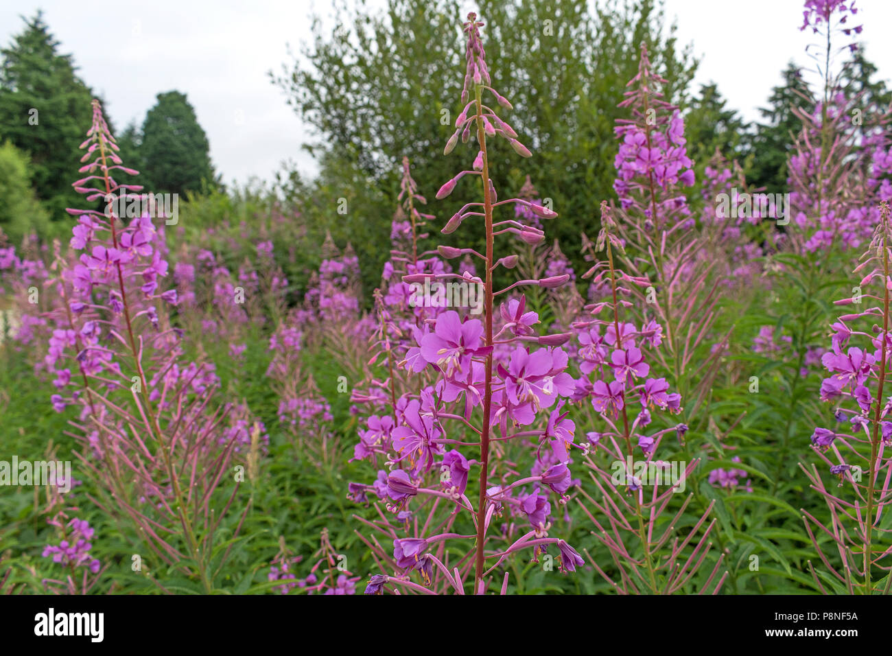 Rosebay chamerion angustifolium, Weidenröschen, epilobium angustifolium, Weidenröschen, Stockfoto