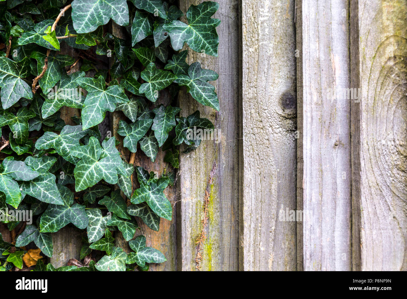 Efeu wächst über einen Holzzaun Stockfoto