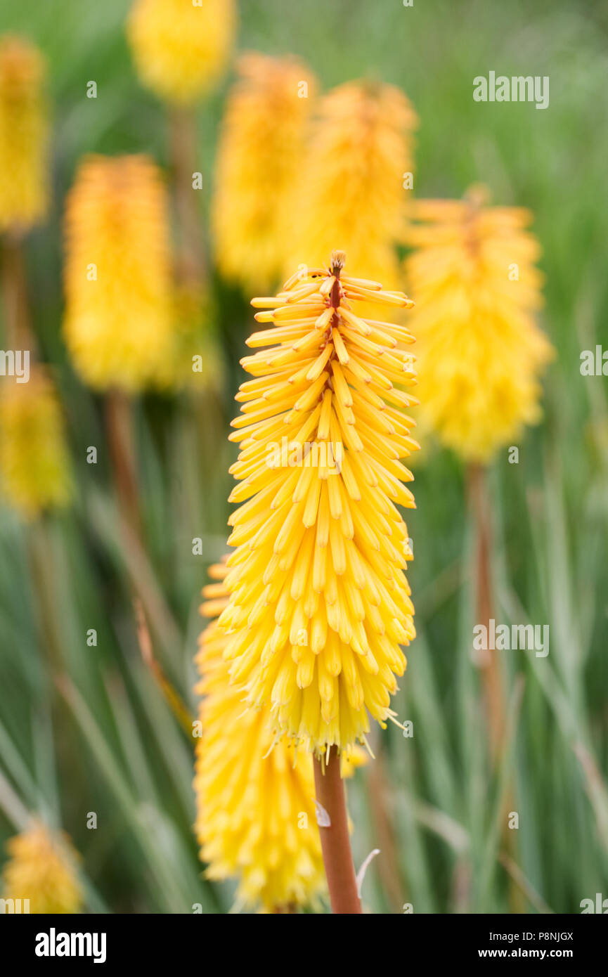 Kniphofia 'Bressingham Sunbeam Bresun 'Blumen. Stockfoto