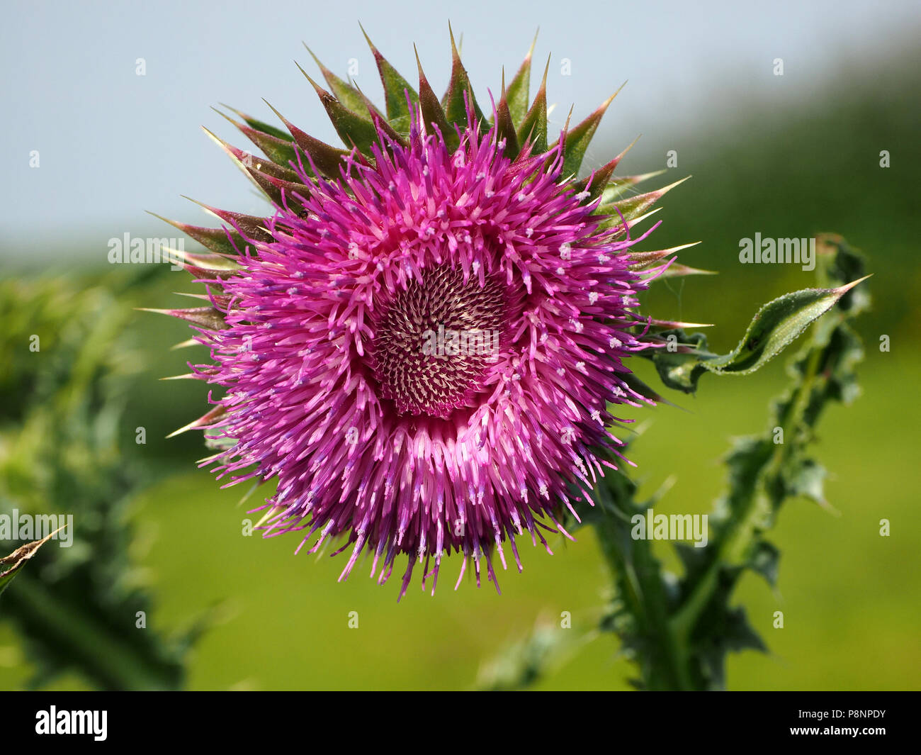 Blume des Moschus Distel (carduus Nutans) in Gloucestershire, England, Großbritannien Stockfoto