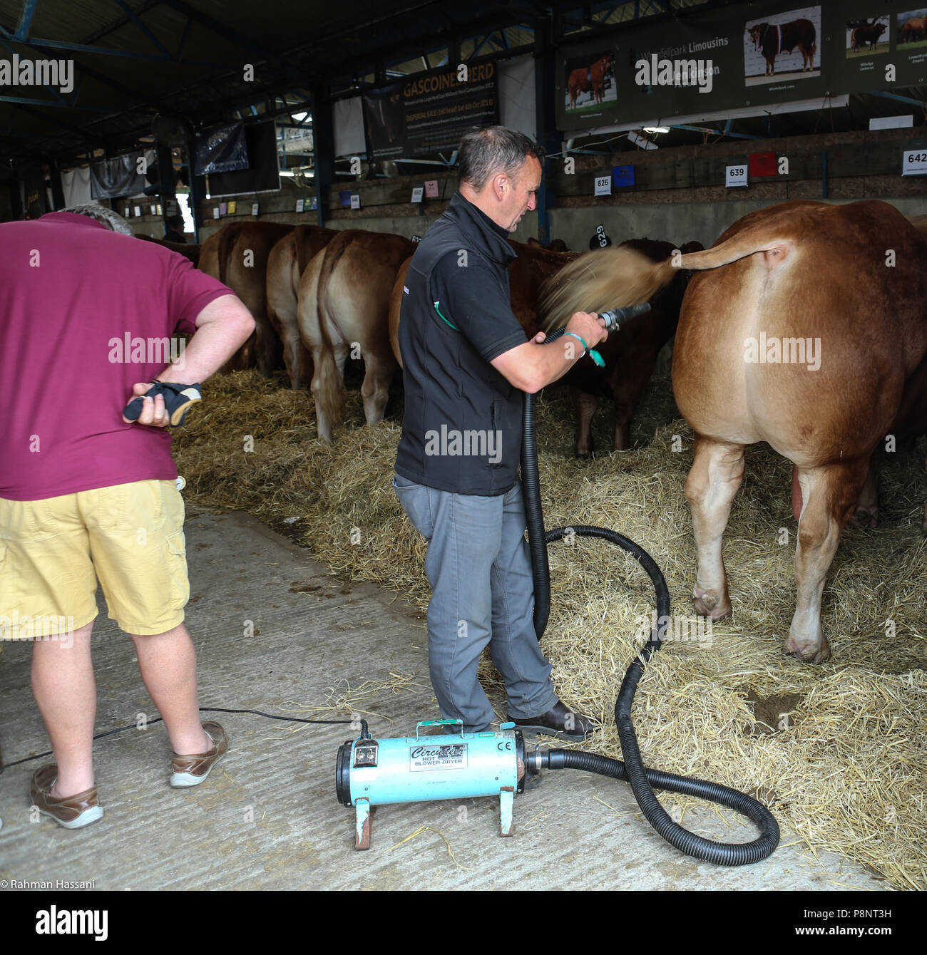 Die großen YORKSHIRE ZEIGEN, Juli, 2018 Die Große Yorkshire Show ist eine legendäre dreitägige Veranstaltung und eine der größten landwirtschaftlichen Veranstaltungen in der englischen Ca Stockfoto