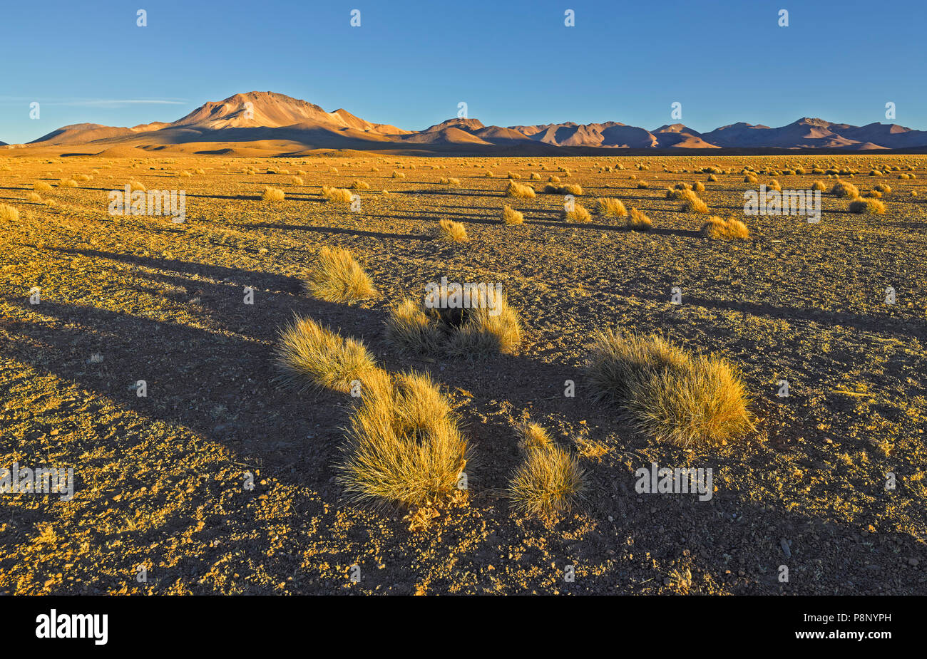 Sonnenuntergang über einen fast kahlen Puna Grasland Stockfoto