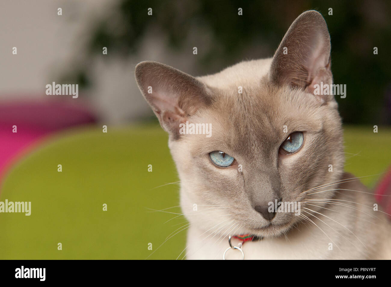 Portrait von Siam Katze mit blauen Augen Stockfoto