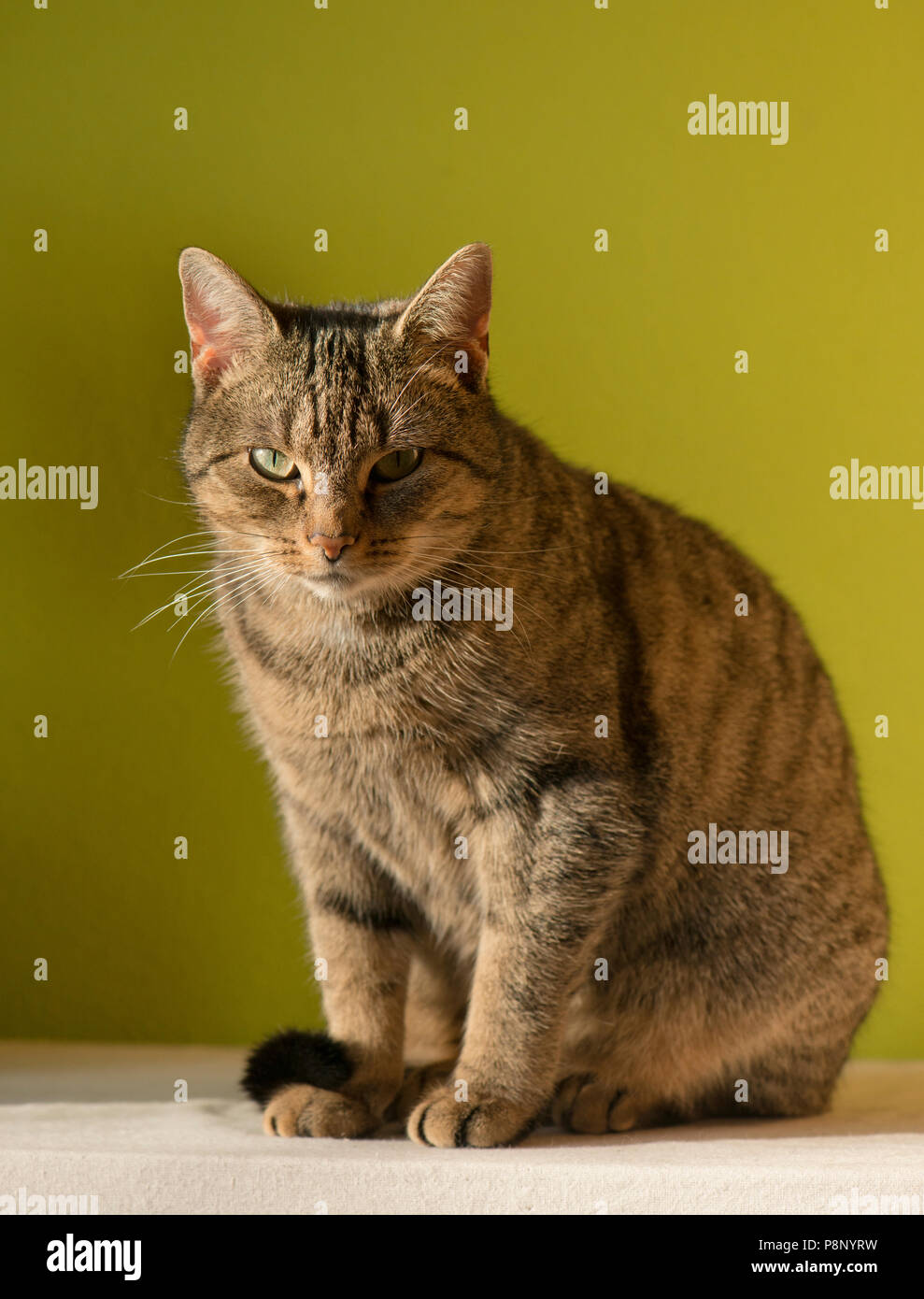 Tabby Europäisch Kurzhaar Hauskatze sitzen Stockfoto
