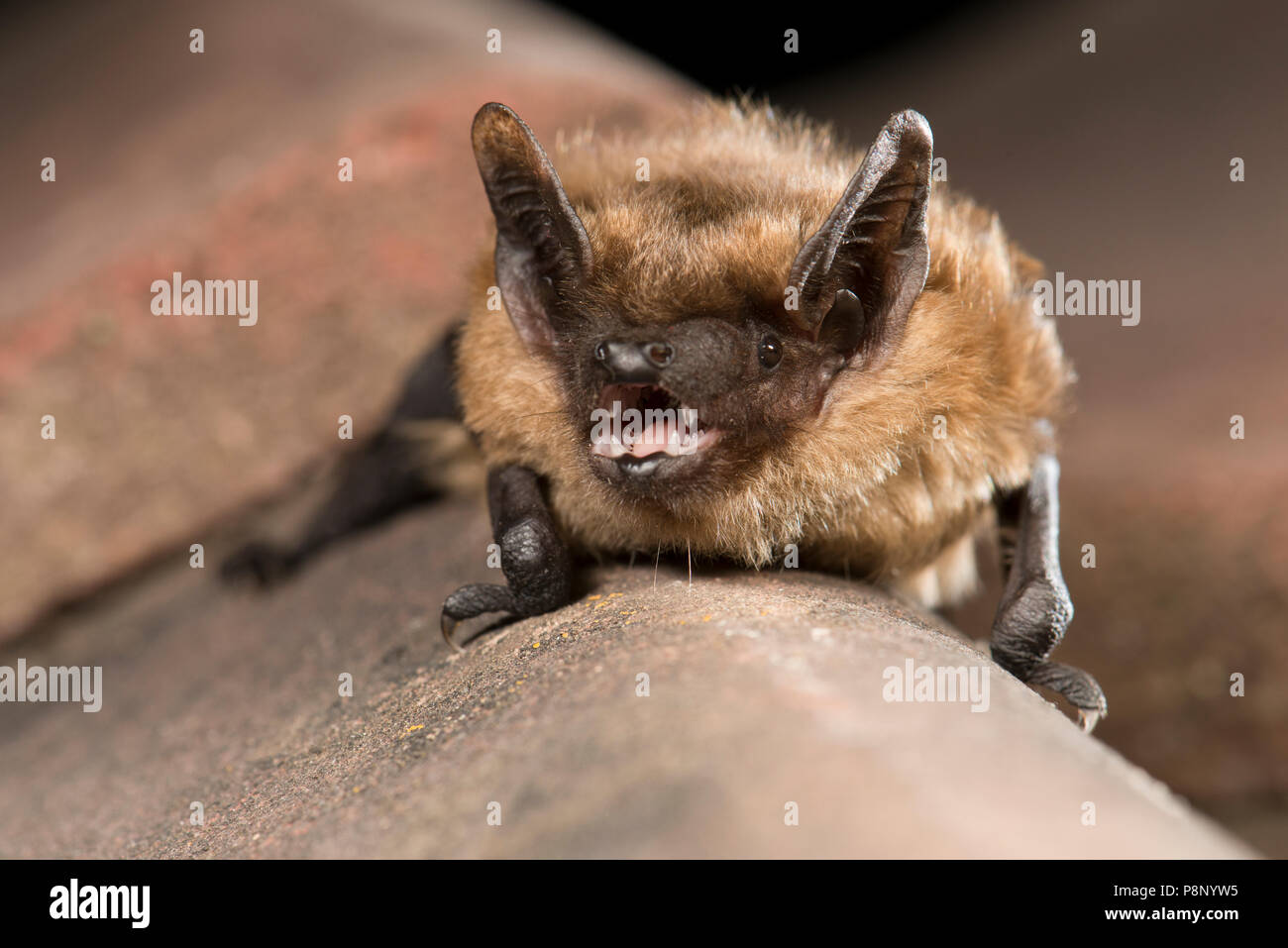 Serotine bat sitzen auf Dachziegeln Stockfoto