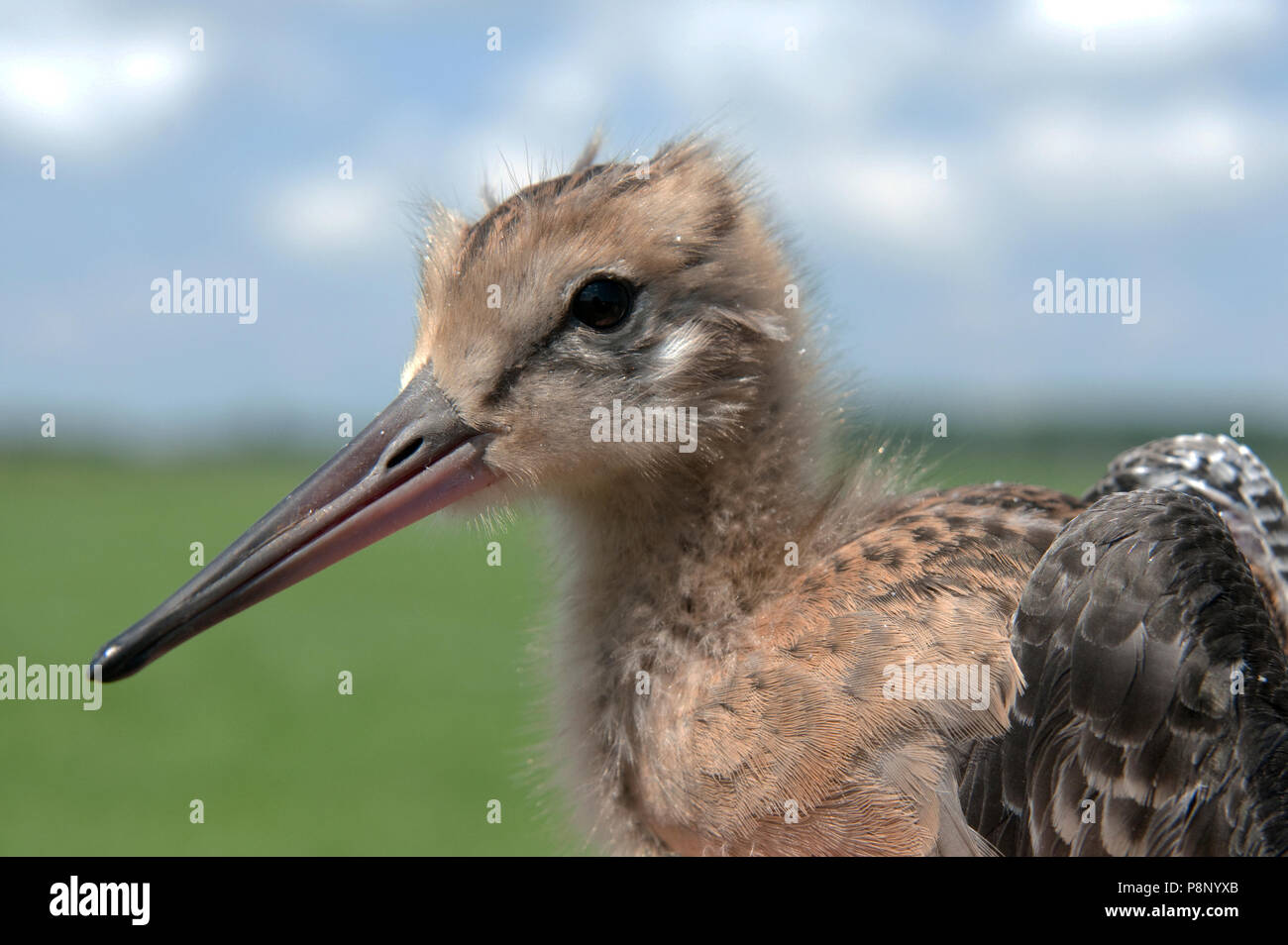 23 Tage alten Küken in der Hand godwit Stockfoto